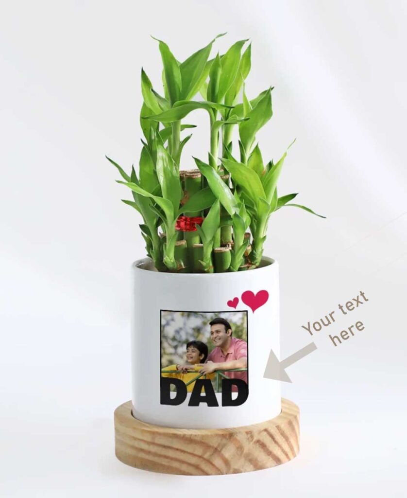 Cup Plant - Special Gifting